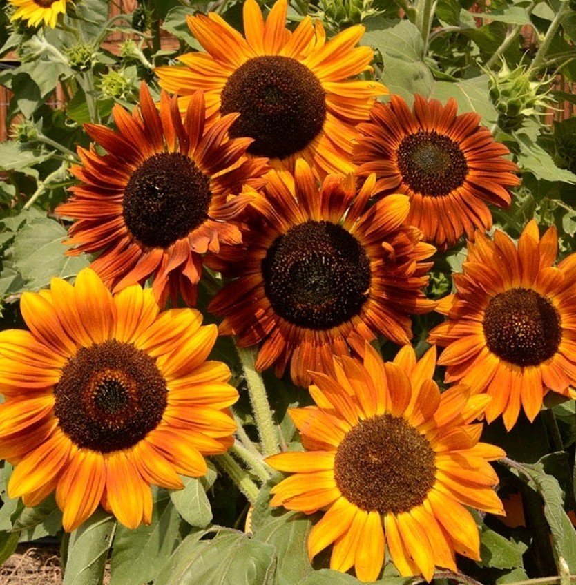 50+ Earthwalker Sunflower Seeds **Fresh Seeds** ~~Free Shipping~~