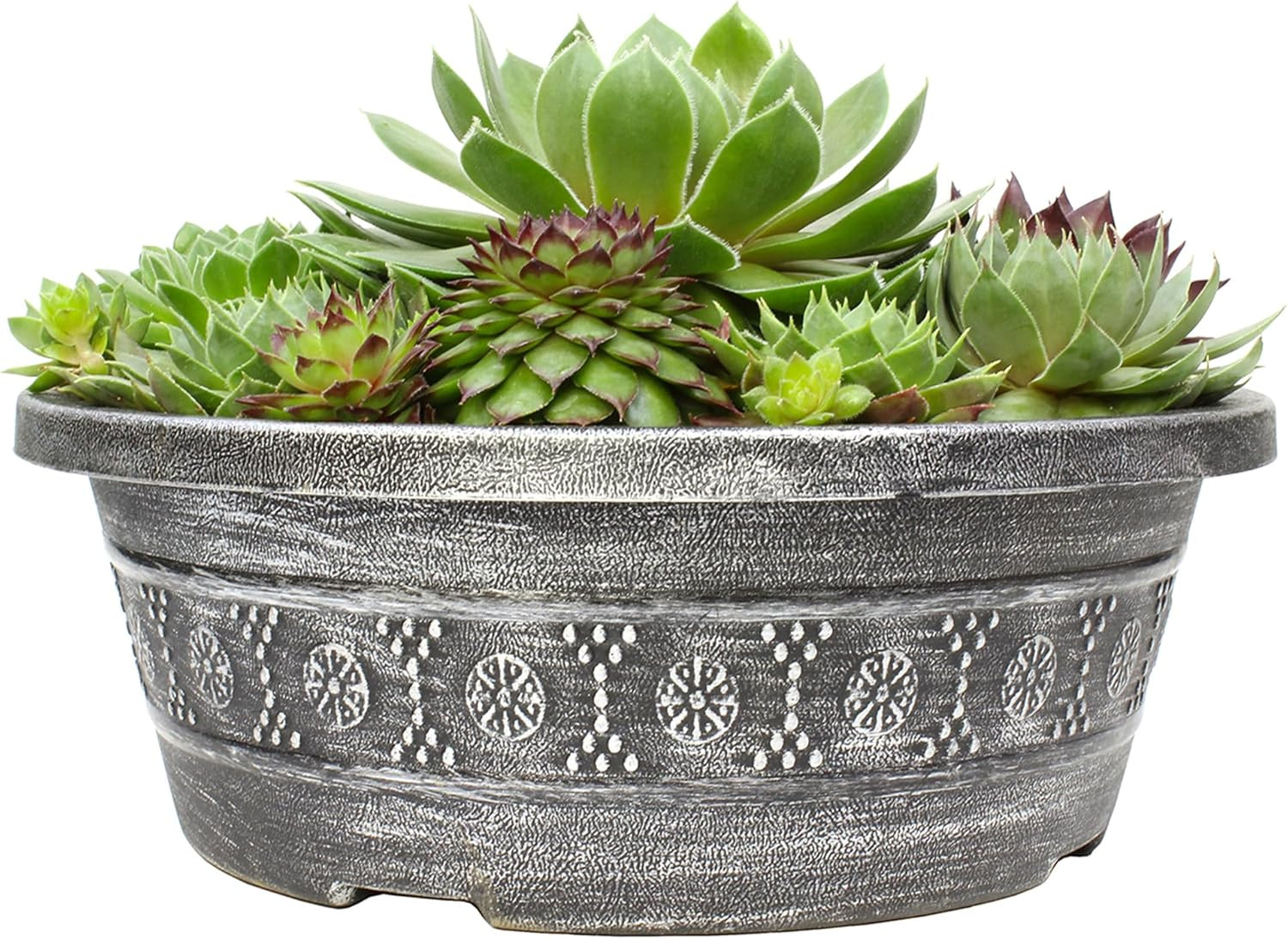 Non-Toxic Live Sempervivum Succulent Plant Gift in 8″ Decorative Pot, Real Succu