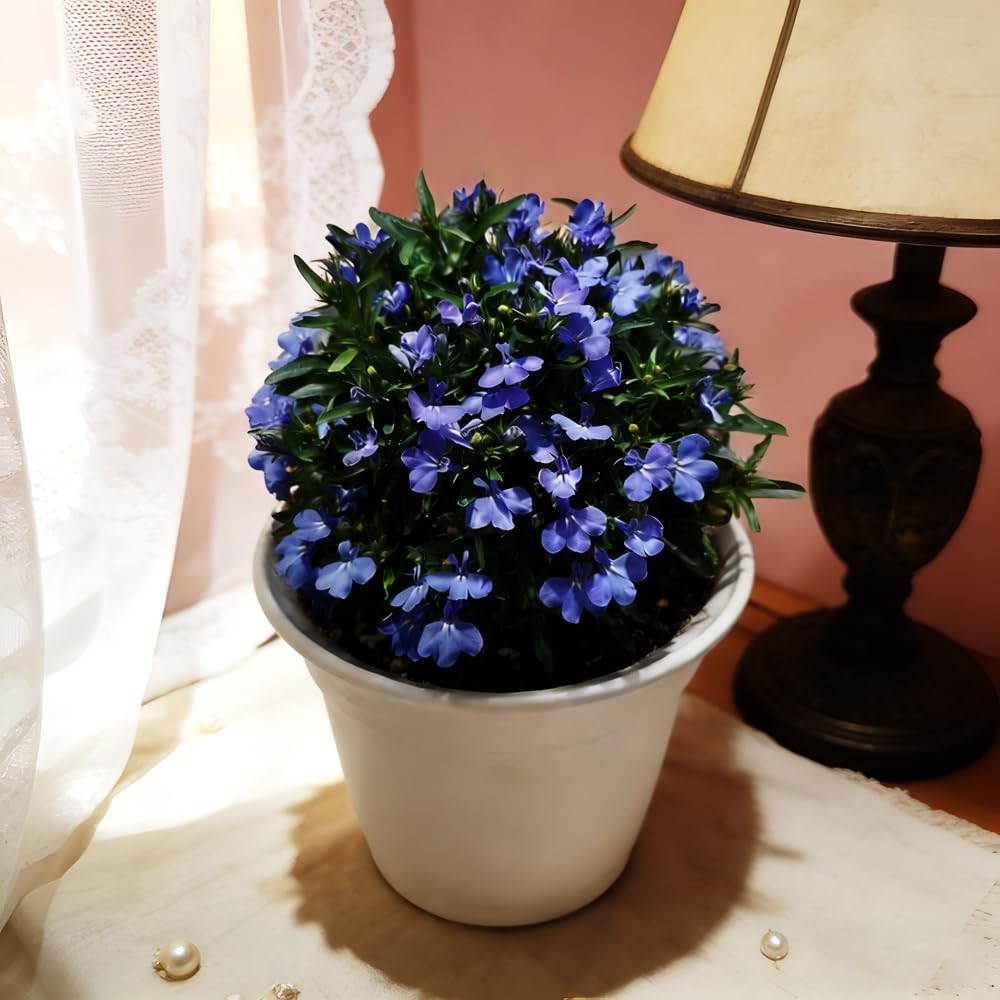 Mixrug Blue Woolly Thyme Seeds,20001+ Blue Creeping Thyme Seeds Ground Cover,…