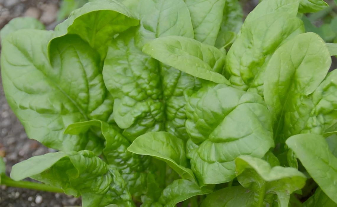 200 Heirloom Bloomsdale Spinach Seeds Fast Growing NonGMO Winter Garden Classic