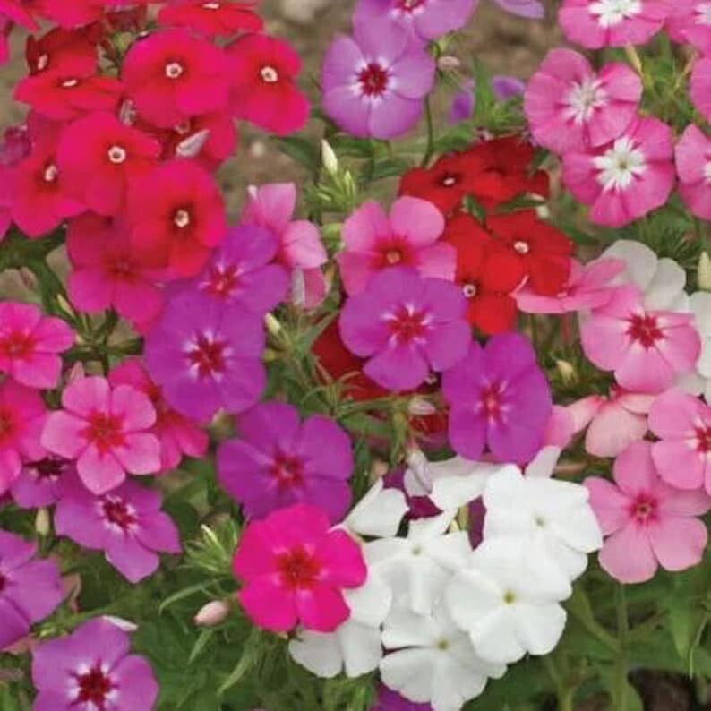 100 Phlox Drummondii Mix Seeds. Organic. USA Seeds. Ships free