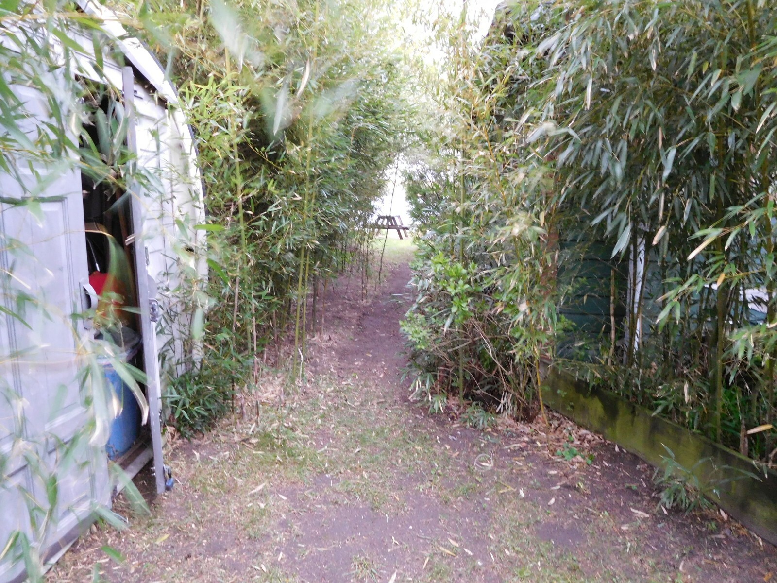 5 Small Size “Yellow Groove” Bamboo Plants Perfect 8′-16′ Height Natural Fence