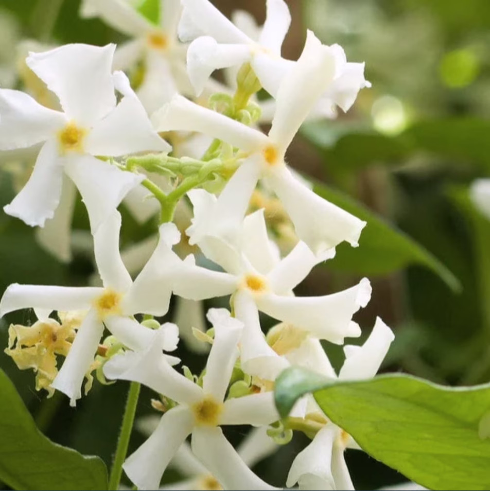 Green Confederate Star Jasmine Live Starter Plant Jasmine Plant 4-6″Tall No Pot