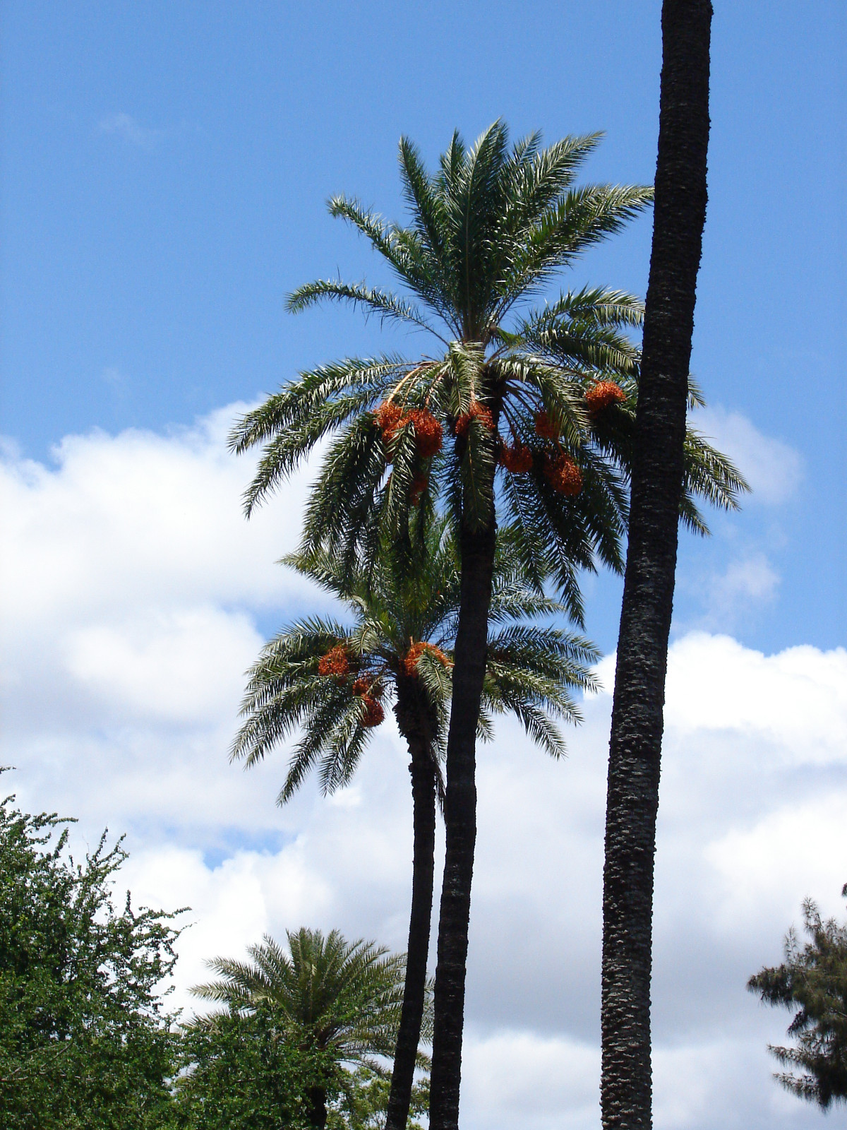 ~SILVER DATE PALM~ Phoenix sylvestris BR 5+ Seedlings Cold Hardy Landscape Tree
