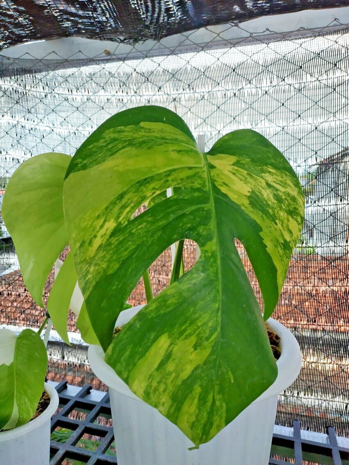 Monstera Aurea Yelow Marmorata 1 Leaf I Free Phytosanitary Certificate