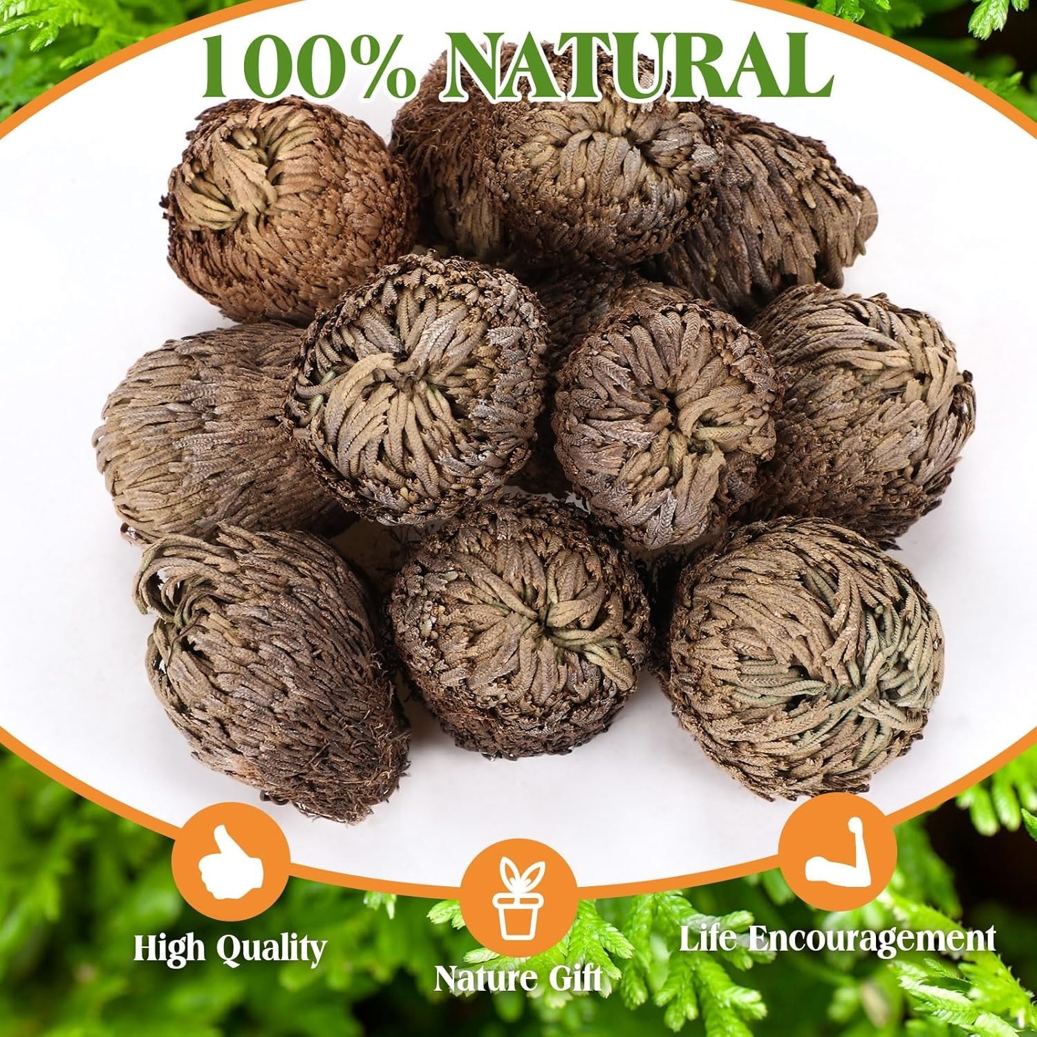 12 Pack Large Rose of Jericho Resurrection Plants for Home Decor