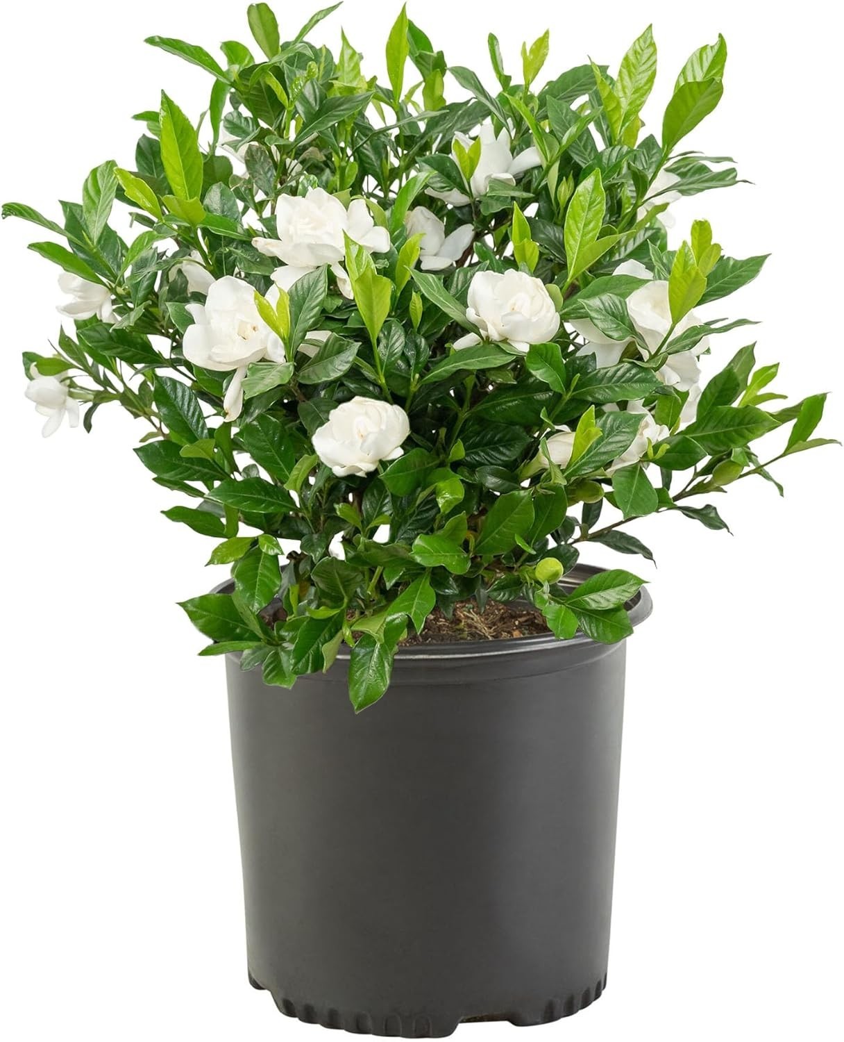 2.5 Qt. August Beauty Gardenia