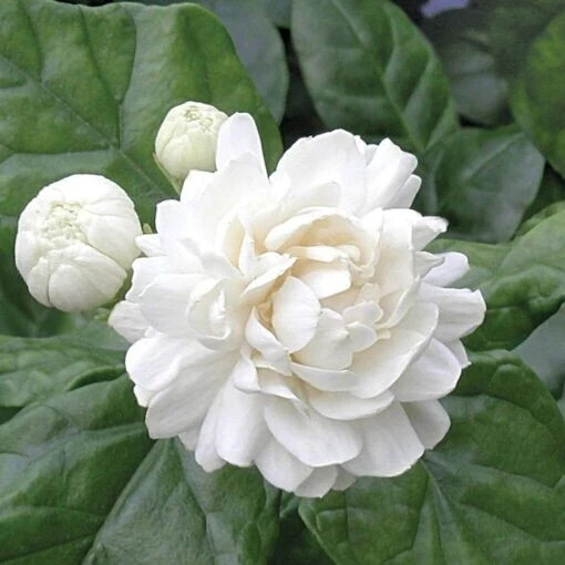 Grand Duke of Tuscany Jasmine~Jasminum Sambac~~SMALL Rooted STARTER Plant
