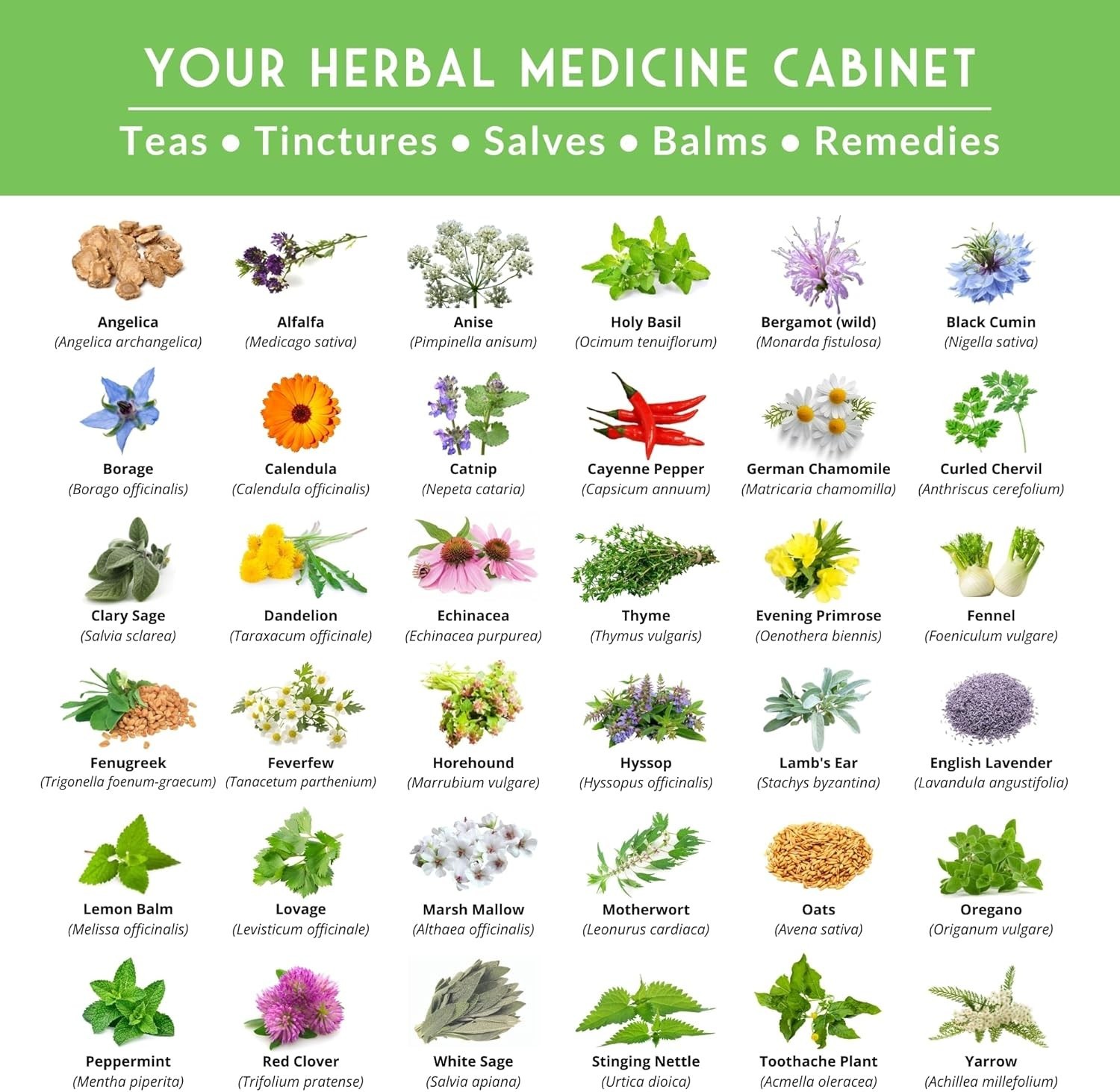 All-in-One Medicinal Herb Seed Kit – 36 Non-GMO Varieties for Natural Remedies