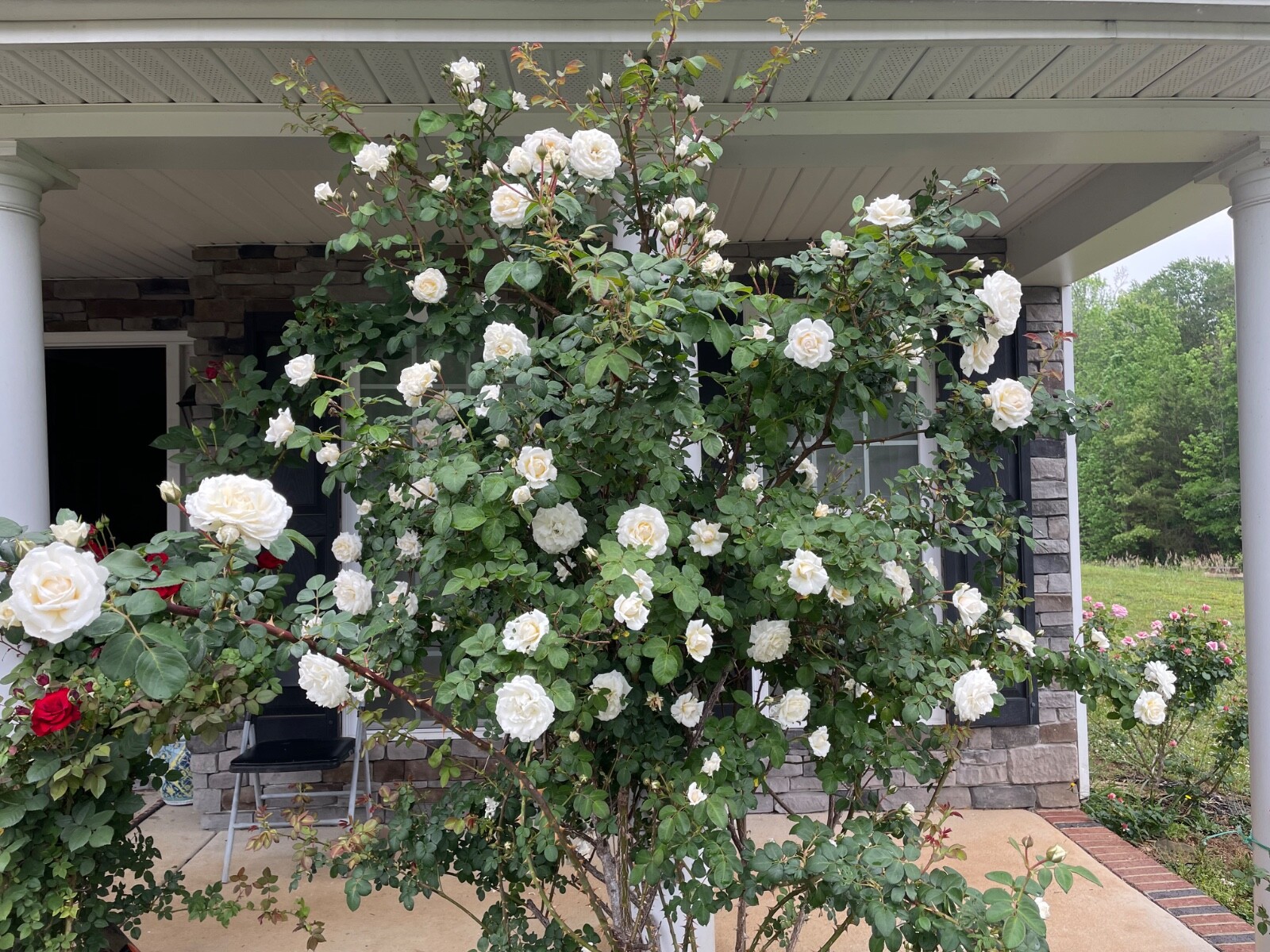 6 Cuttings of Cloud 10 Climbing Rose Live Flower Plant Scented+++ Everblooming!!
