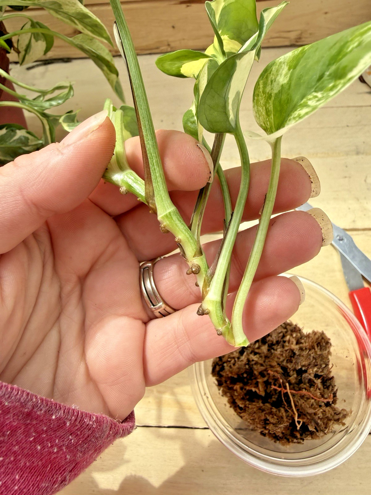 Pearls N Joy Pothos Plant Cutting – Rooting in Moss Cut from Mature Mom Plant