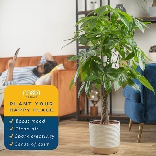 Live Money Tree Plant 3-4ft Tall, Braided Trunk, Easy Care Indoor Floor Plant, P