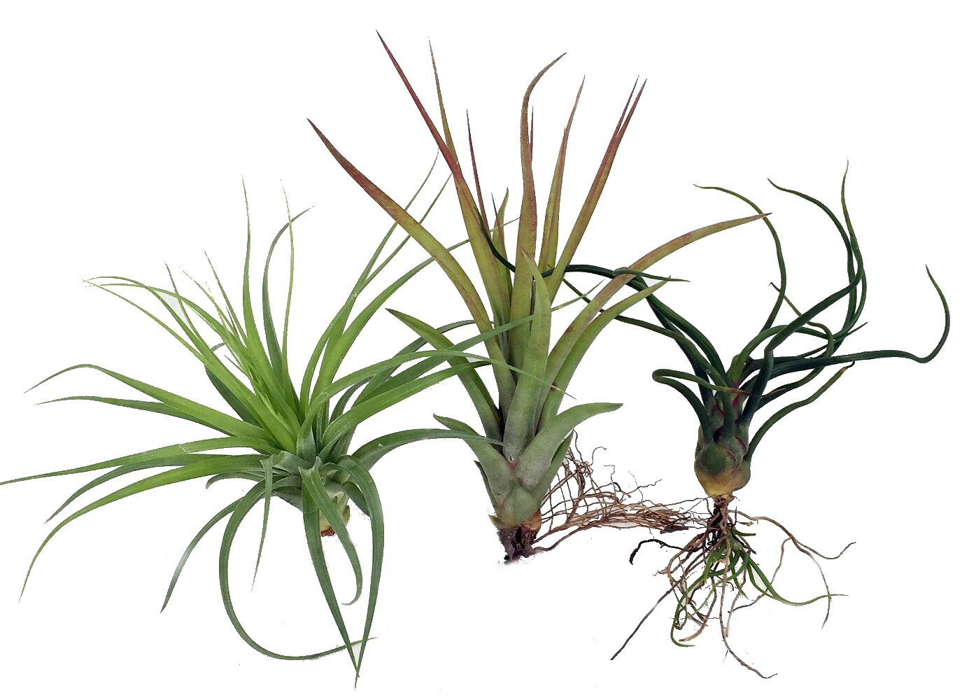 3 Live Airplants – Tillandsia – Bareroot – Terrarium/Fairy Garden/Houseplant