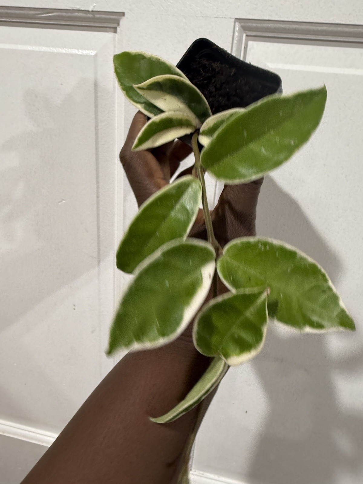 Hoya Cornosa Try Color Plant