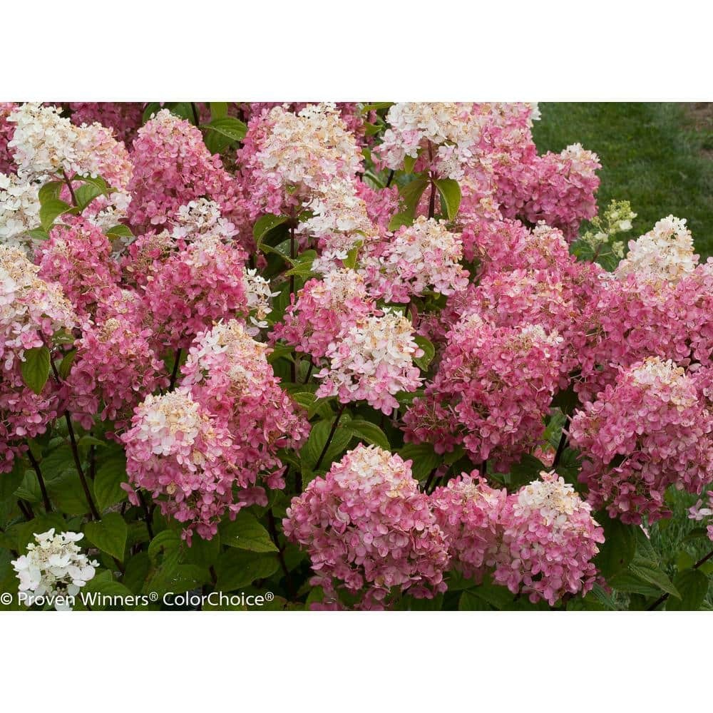 4.5 in. qt. Fire Light Hardy Hydrangea (Paniculata) Live Shrub, White to Pink an