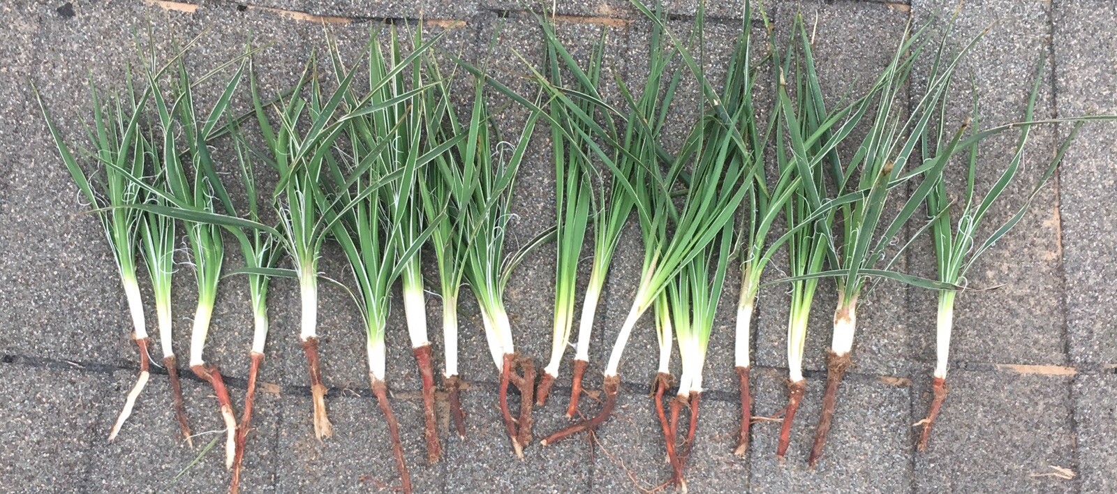6 Yucca Plants 🌱 Starter Yuca Landscaping Adams Needle 8-10“ tall