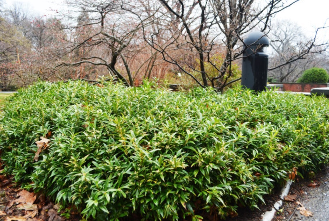 6 Sarcococca Hookeriana Var. Humilis Live Plants – 9″ Tall – Dwarf – Zones 6-9