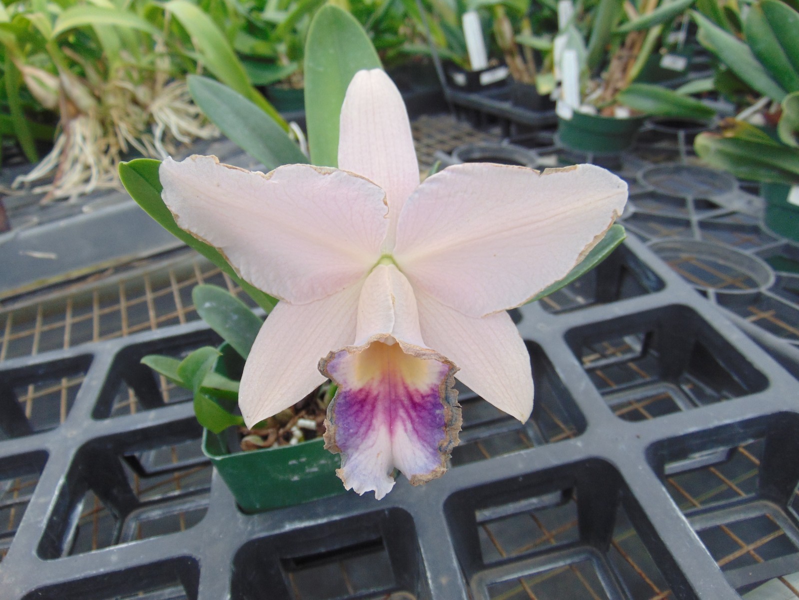 Blc. Cornelis’ Love Mounted cork bark NICE PLANT