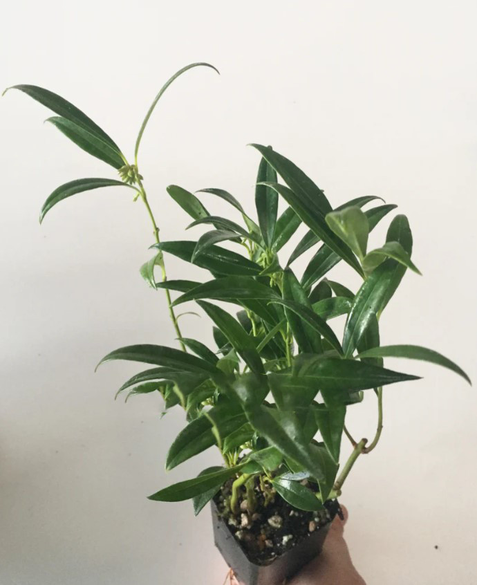 6 Sarcococca Hookeriana Var. Humilis Live Plants – 9″ Tall – Dwarf – Zones 6-9