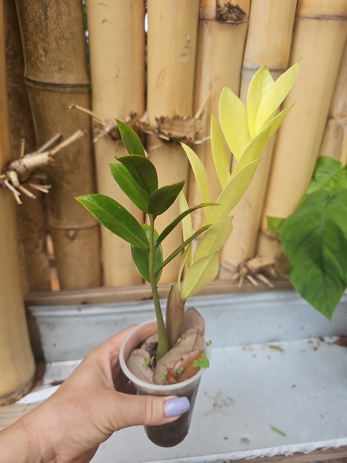 ZZ Plant Chameleon Zamioculcas zamiifolia Rare Color Changing Variegated 3″ Pot