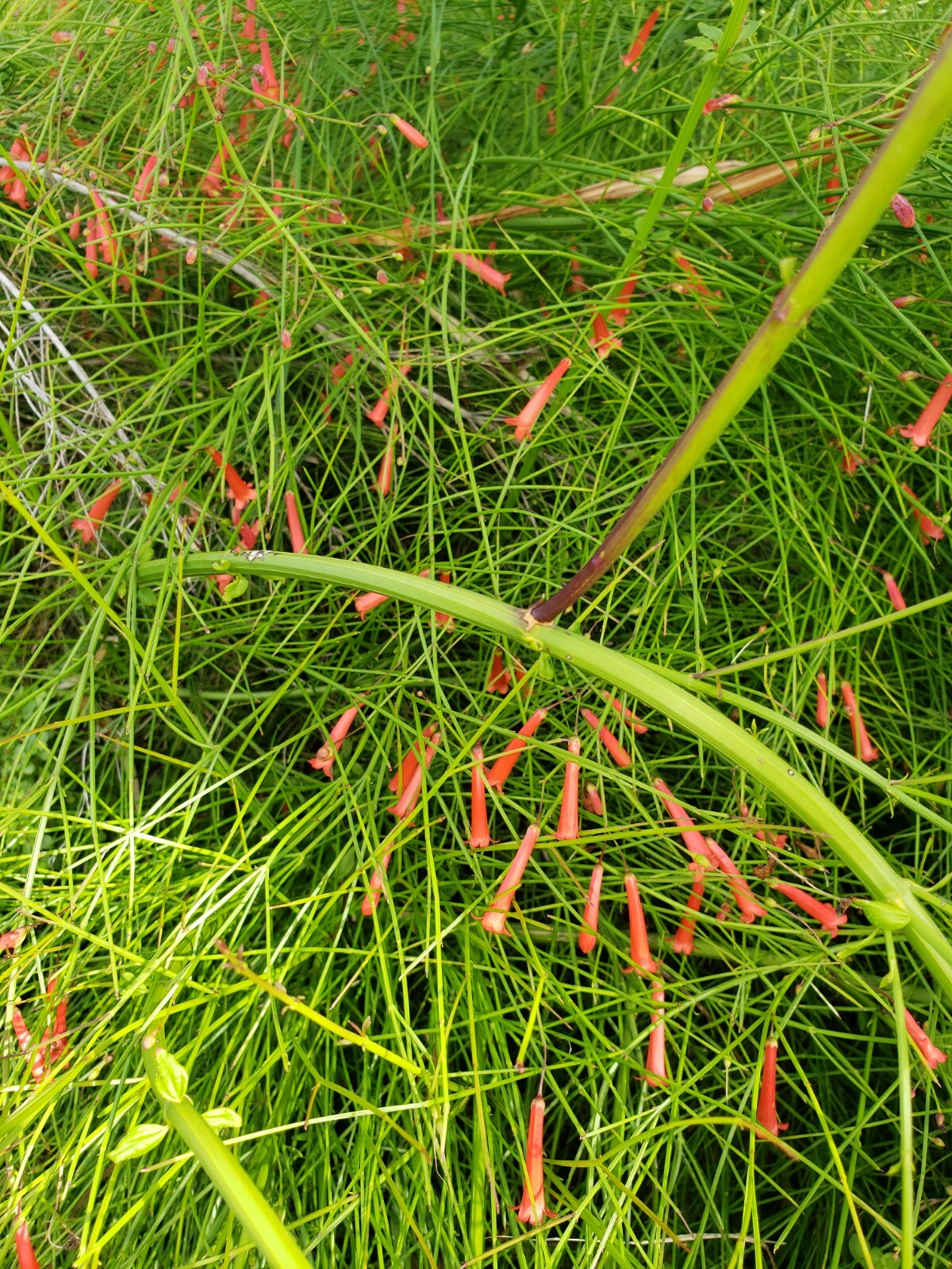 FIRECRACKER FERN Red Flowers Bush Low full green Ground Cover – 10 Cuttings