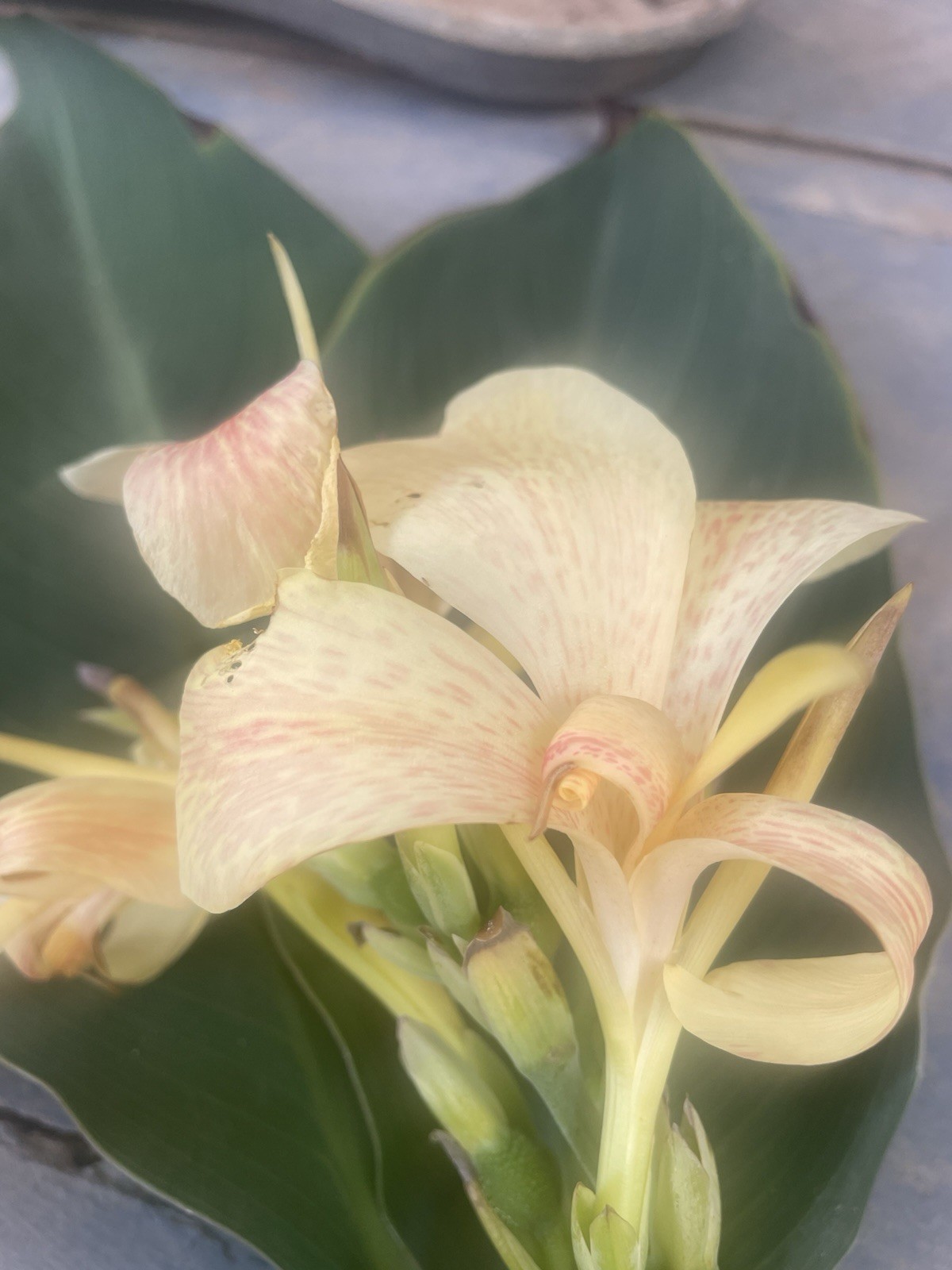 Canna Lily / White Butterfly / For Pond or Garden – 1 Plant / Not a Rhizome