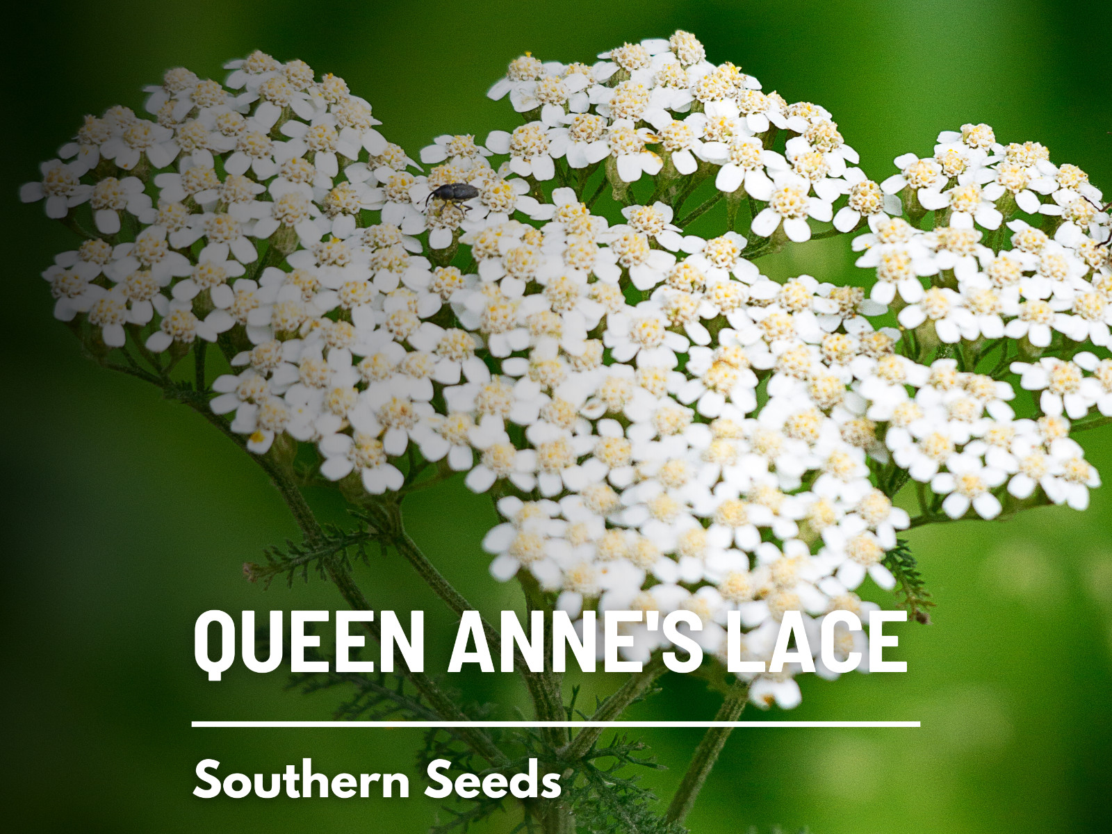 Queen Anne’s Lace – Heirloom Seeds – Floral Design & Medicinal Herb (Da