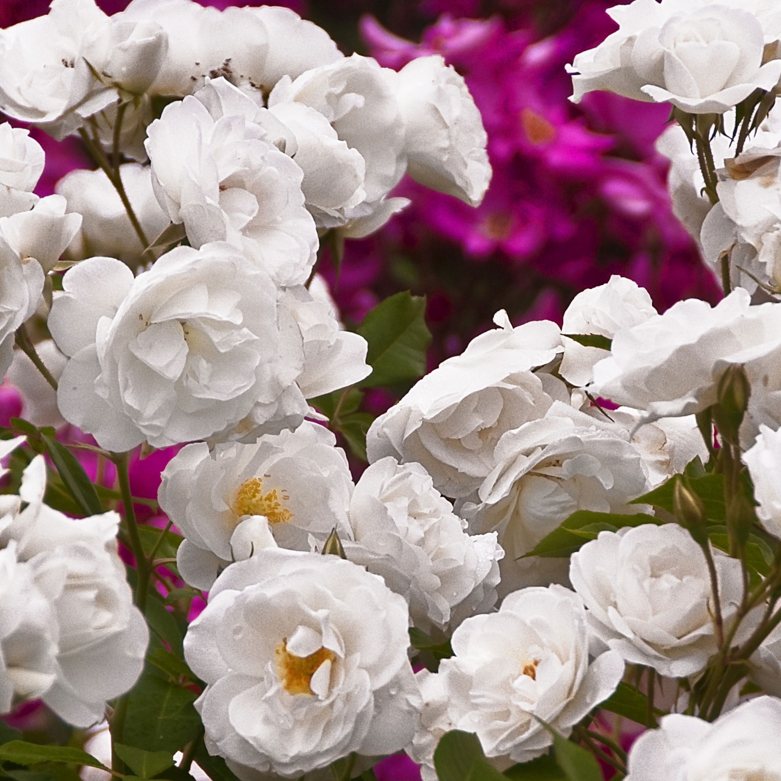 Iceberg Shrub Rose 1.5 Gal Potted, Fragrant White Flowers, Own Root, Reblooms