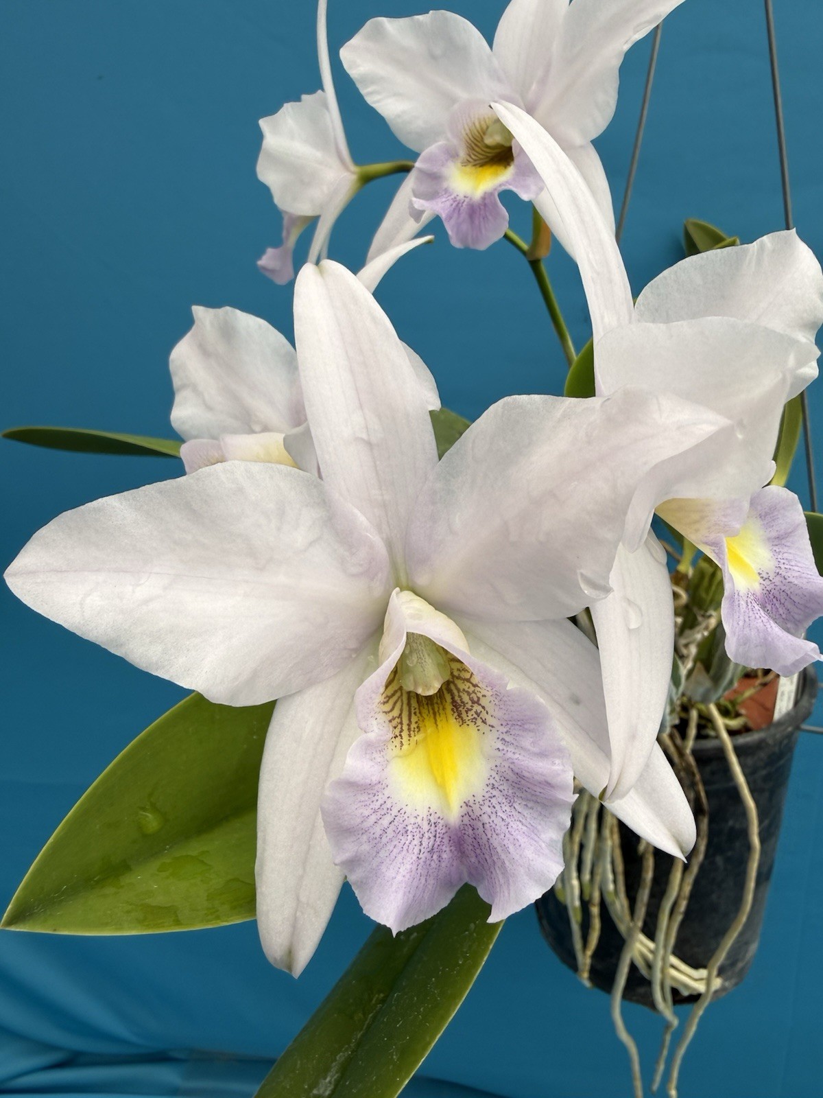 Lc Flamingo Dance coerulea ‘Paco de Luna’ HCC/AOS Orchid Eros Division Gallon Pt