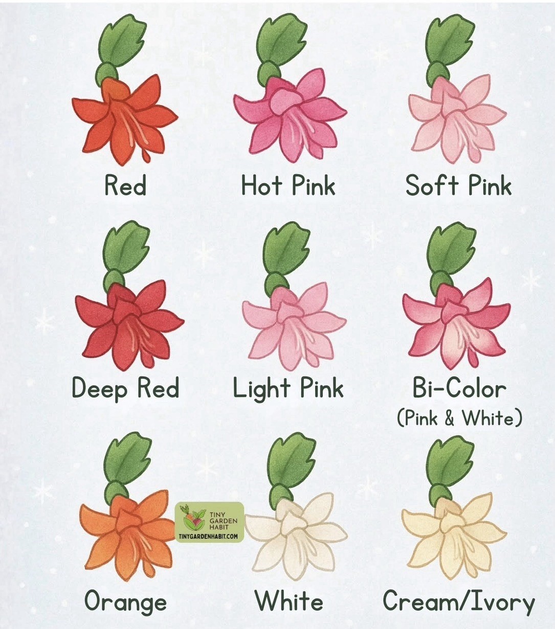 Thanksgiving Cactus 1 White 1 Red 1 Orange, 3 Mixed Colour 3-4in Tall With 4”Pot