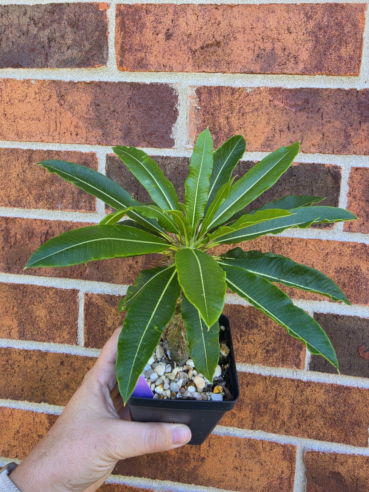 Pachypodium Lamerei Ramosum Rarel Live Madagascar Tree