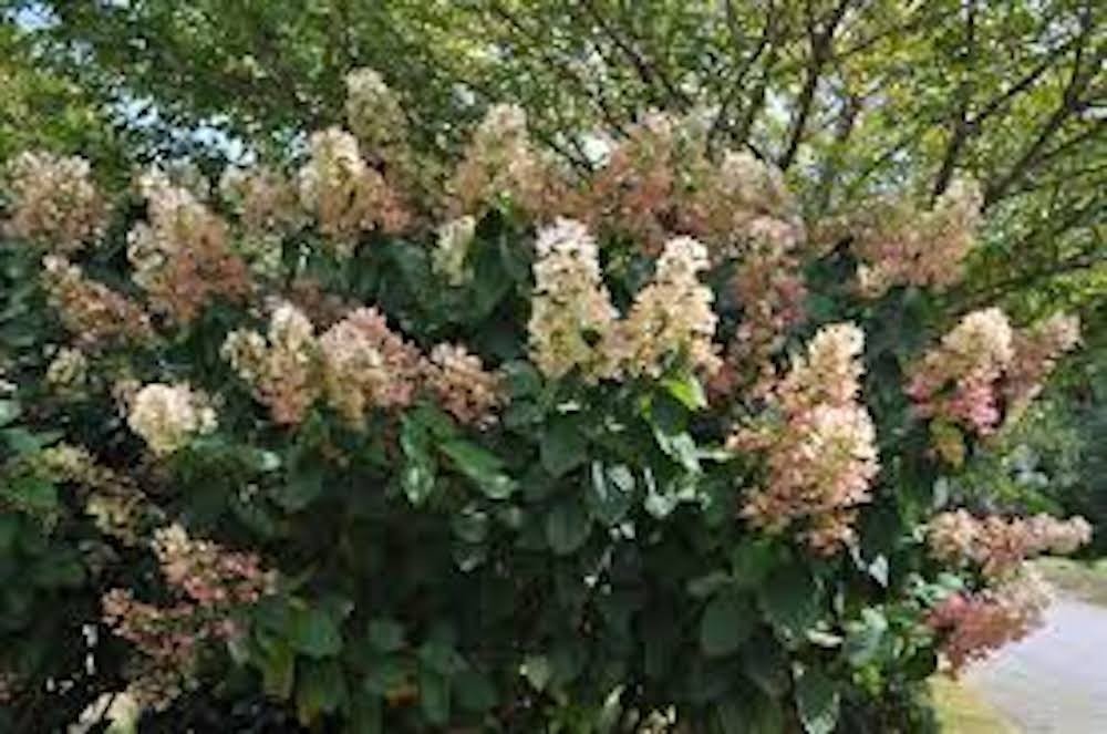 1 Hydrangea Pink Diamond Starter Plant 6-8″ Tall Hydrangea paniculata