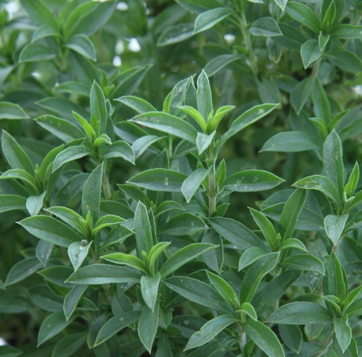 SUMMER SAVORY SEEDS 500+ ANNUAL common HERB garden CULINARY FREE SHIPPING