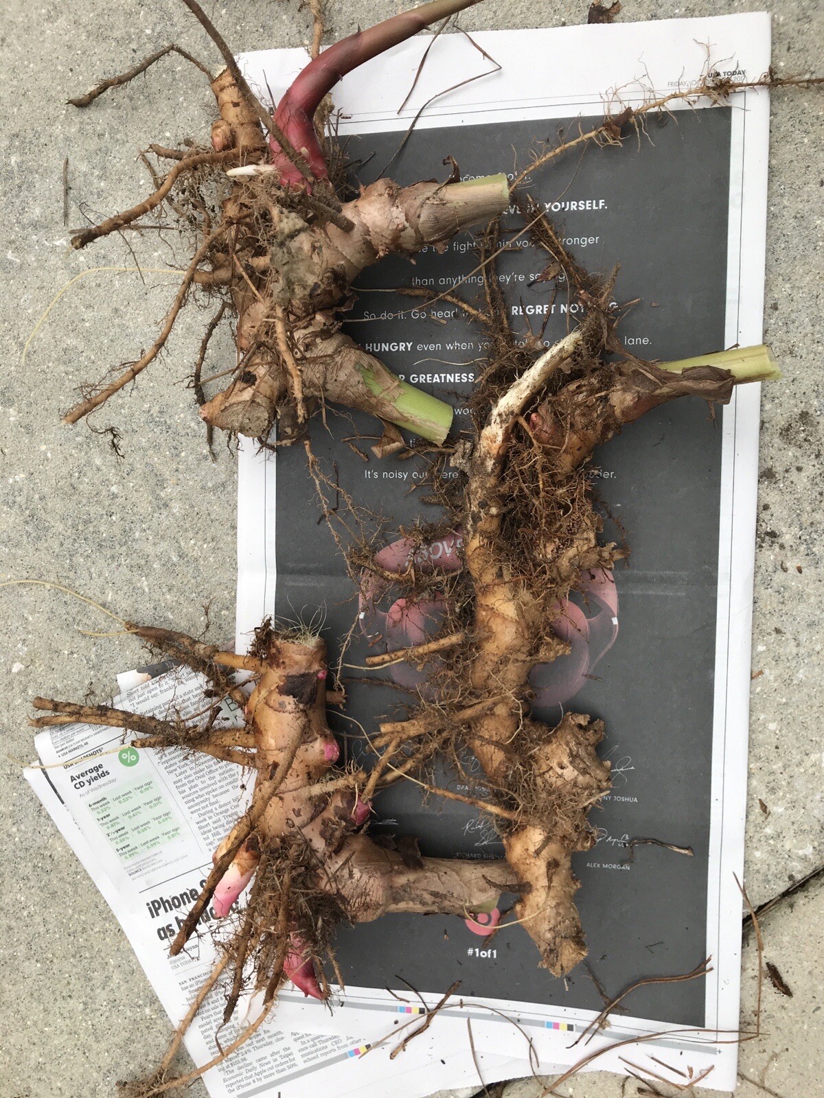 3 Shampoo Ginger Zingiber Zerumbet Pinecone Rhizomes (NO HI, CA Shipping)