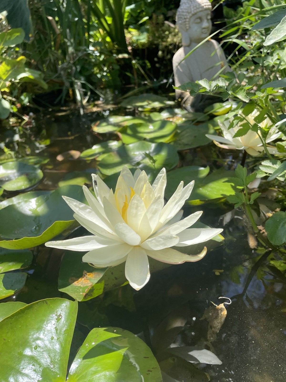 Virginia White Cold Hardy Water Lily / Mature Blooming Size
