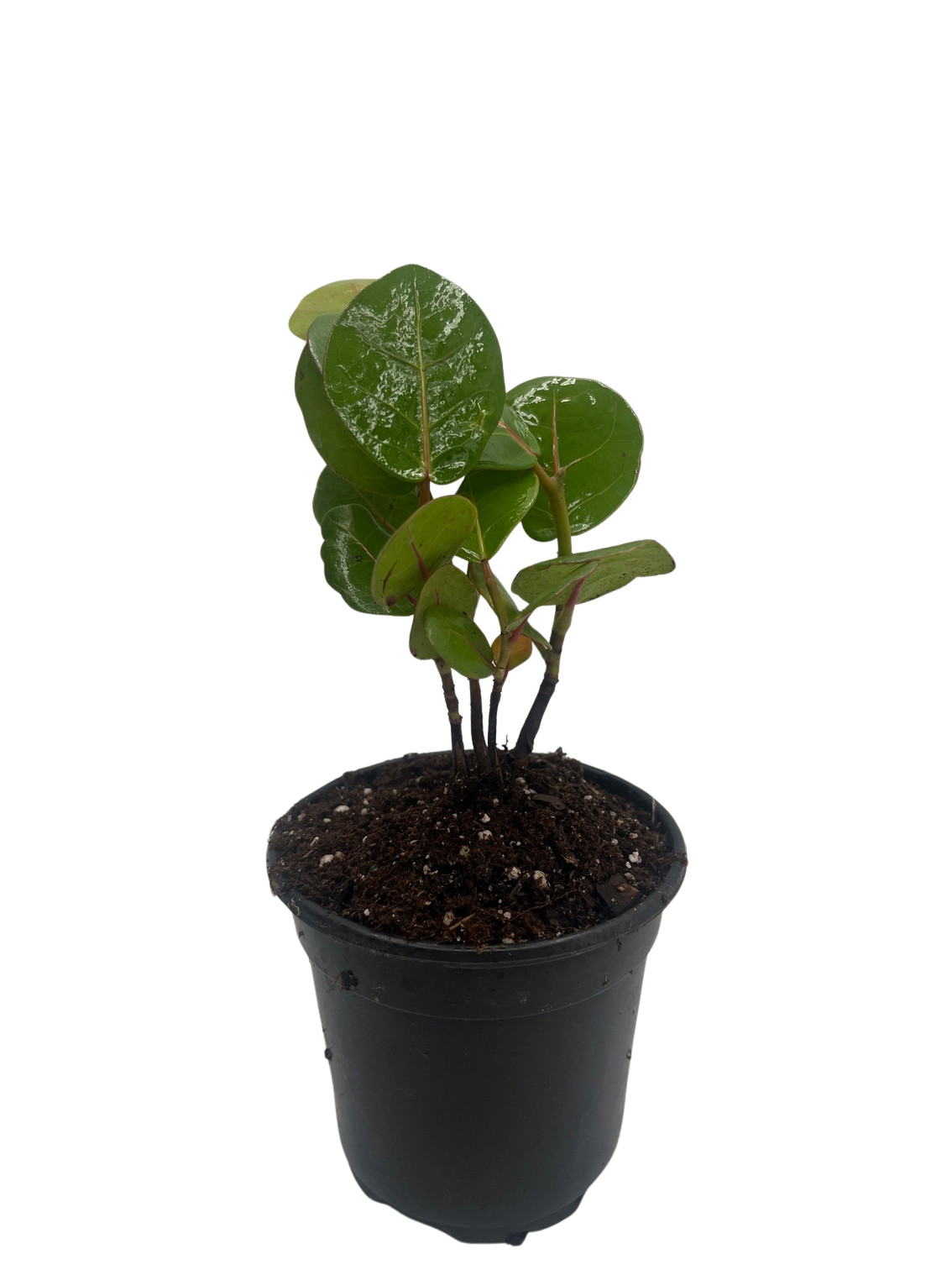 Sea Grape Tree – Coccoloba uvifera – 4″ Pot – Live Tropical Houseplant