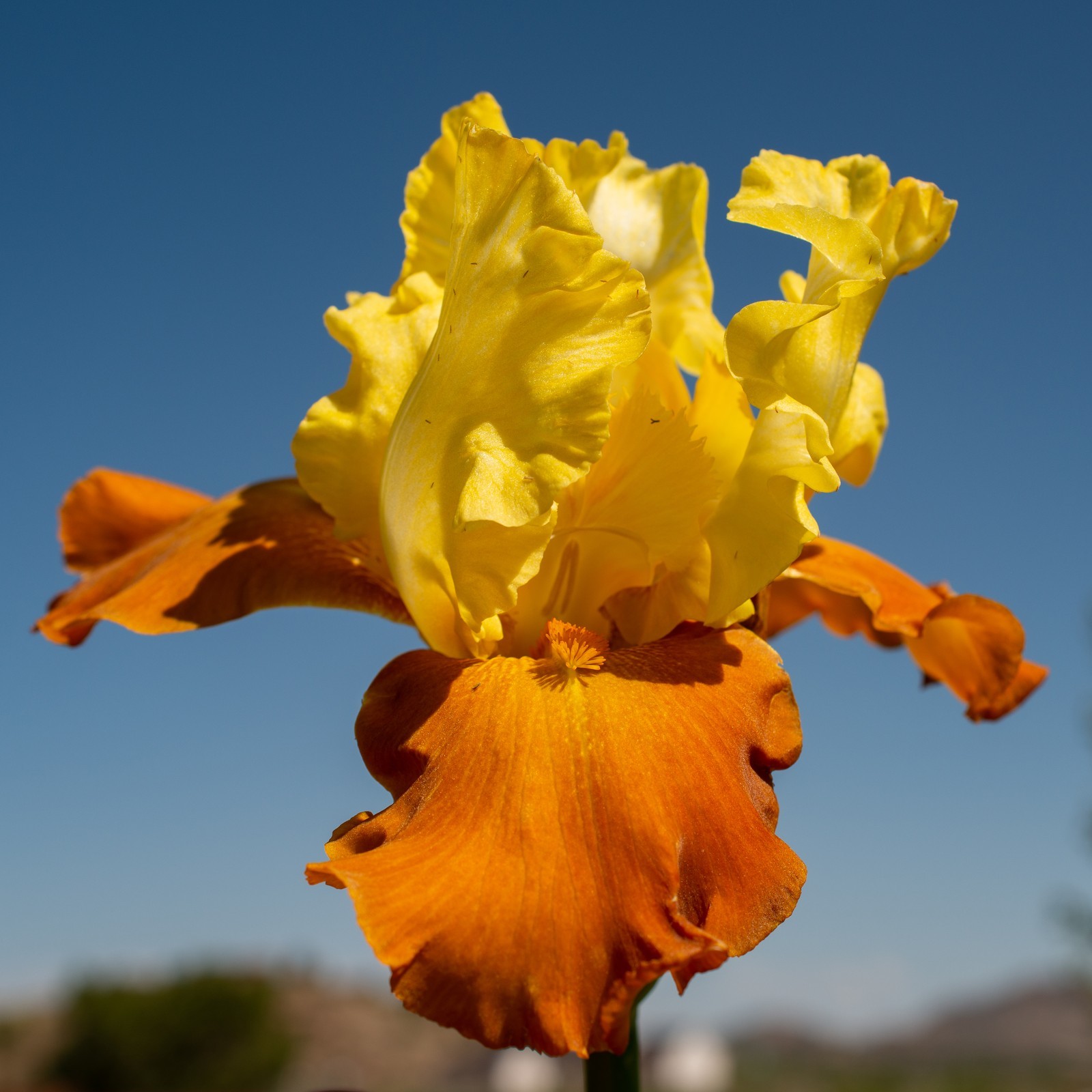 **FALL FIESTA** Tall Bearded Iris. Pre-Order, Combined Shipping: Jul – Sep