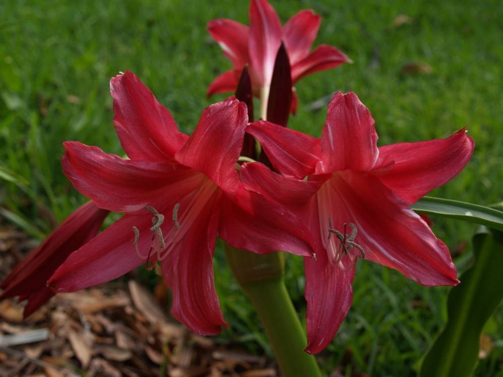 Crinum Lily, Lorraine Clark, medium-size bulb, NEW