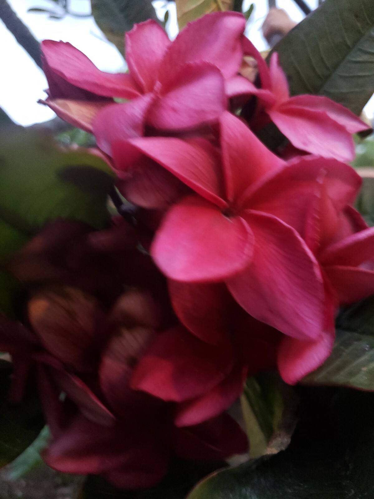 3 PLUMERIA Wildfire Red Rare CUTTING ~ 9 to 12 inches tall
