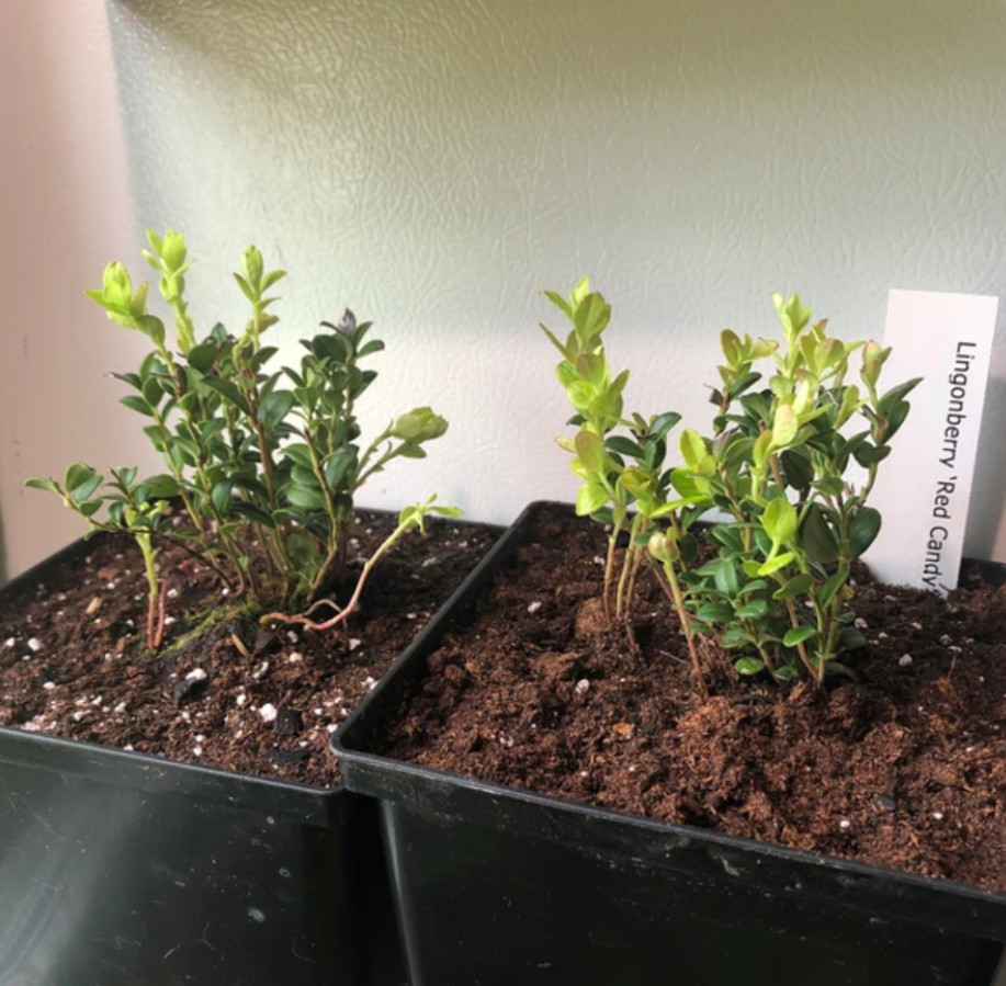 Lingonberry ‘Red Candy’ – Compact Edible Ground Cover – Fruiting Shrub