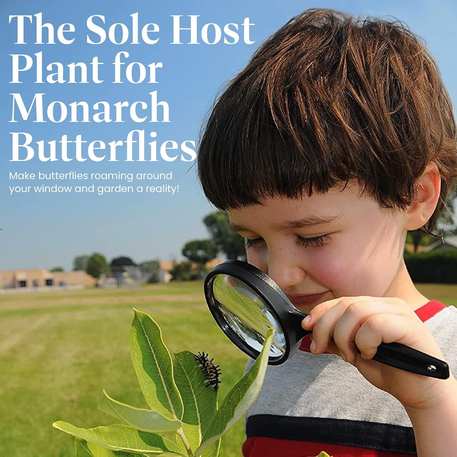 American Plant Exchange Live Milkweed Plant Host For Monarch Butterflies Plant