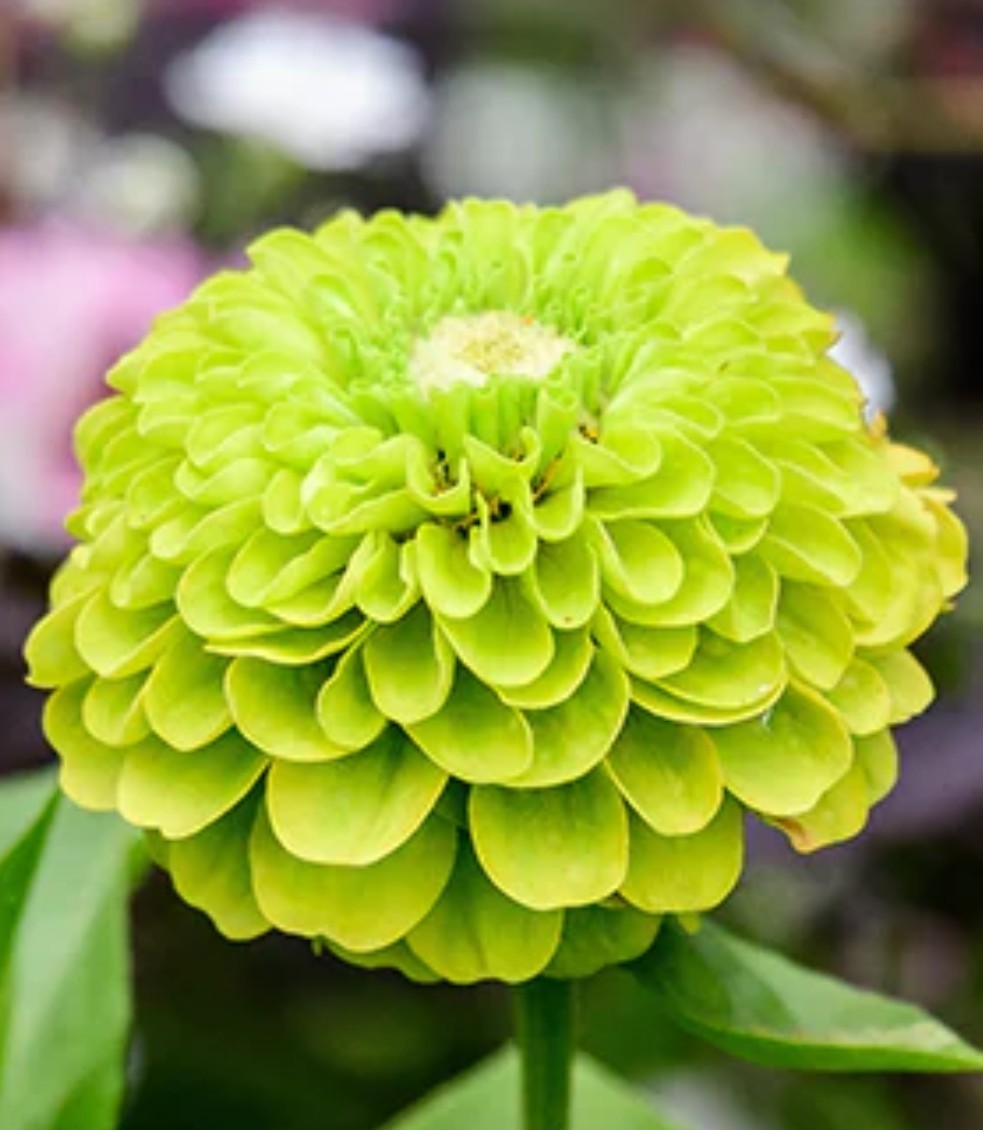 100+ Green Envy Zinnia Seeds **Fresh Seeds** ~~Free Shipping~~
