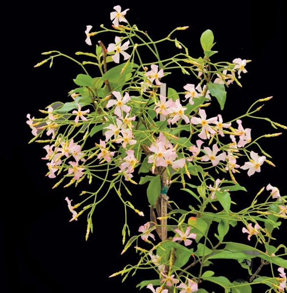 Star Jasmine Plant Pink Showers Trachelospermum Jasminoides Flower 4-6″H 2.5″Pot