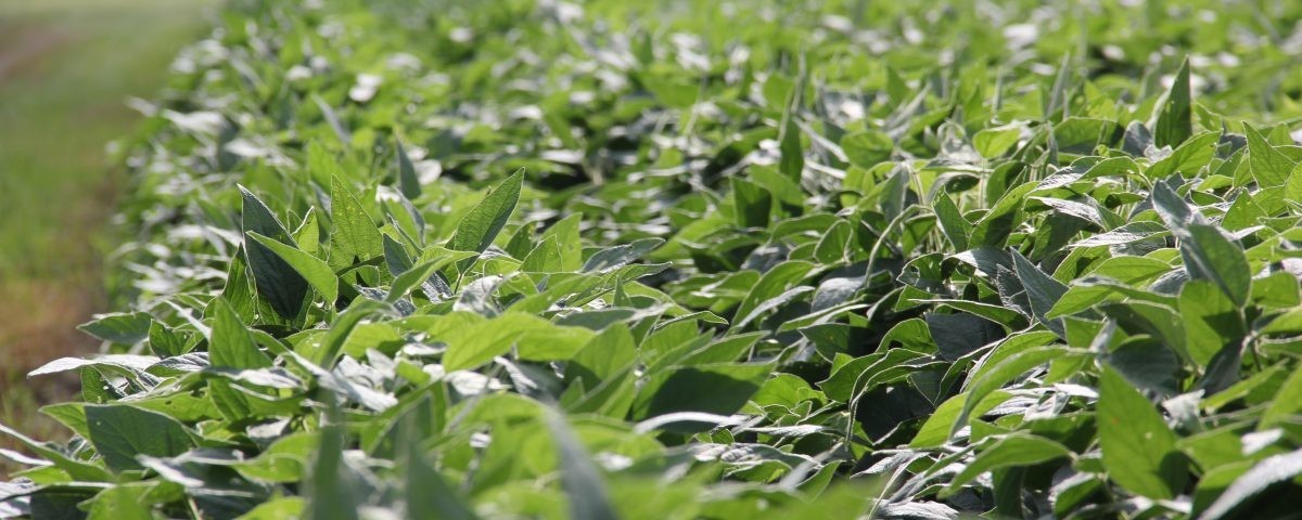 5 lb. Soybean Seeds Roundup Cover Crop Wildlife Food Plot Seed Forage
