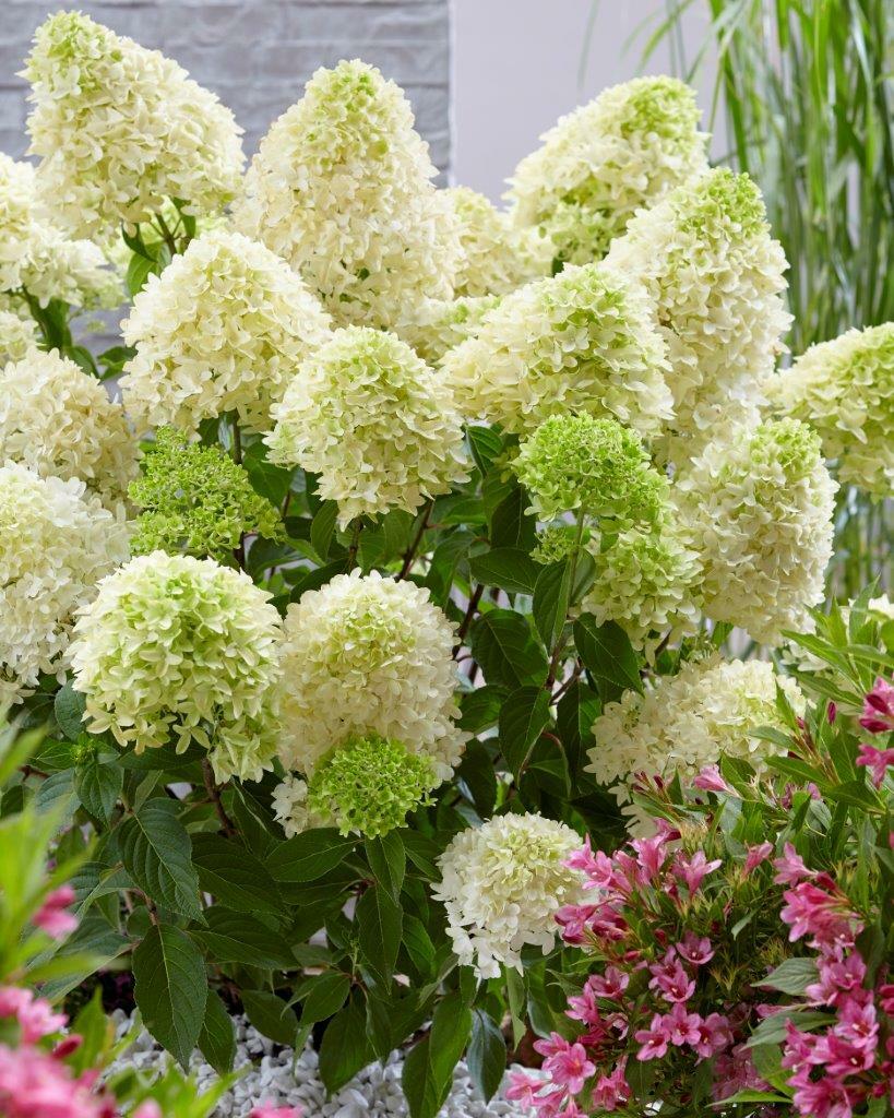 HYDRANGEA PANICULATA ‘SKYFALL’ – PLANT – APPROX 9-14 INCH