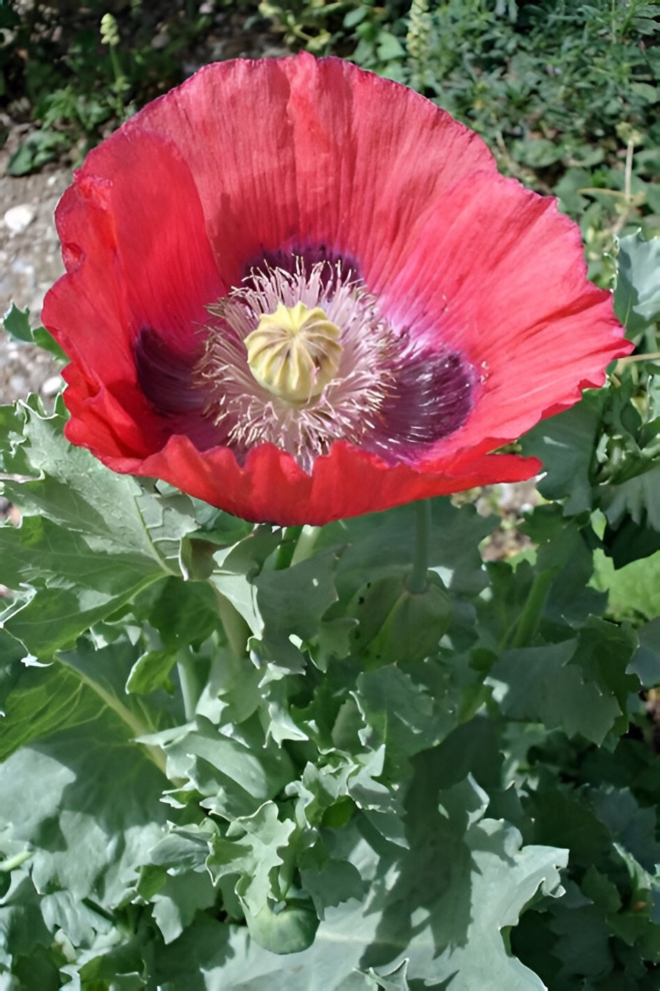 1,500 P. Somniferum Giant Poppy Seeds – Huge Pink to Purple Blooms – Heirloom