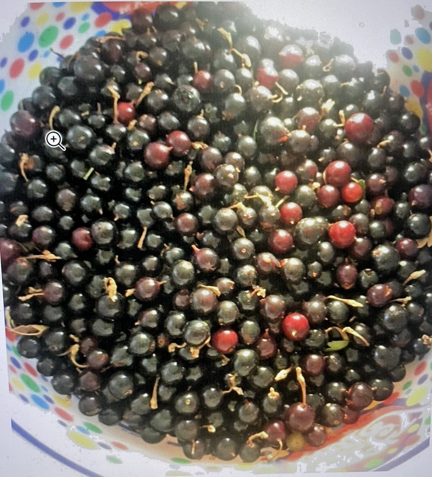 10 American Black Currant Cuttings 5-6″ Cuttings