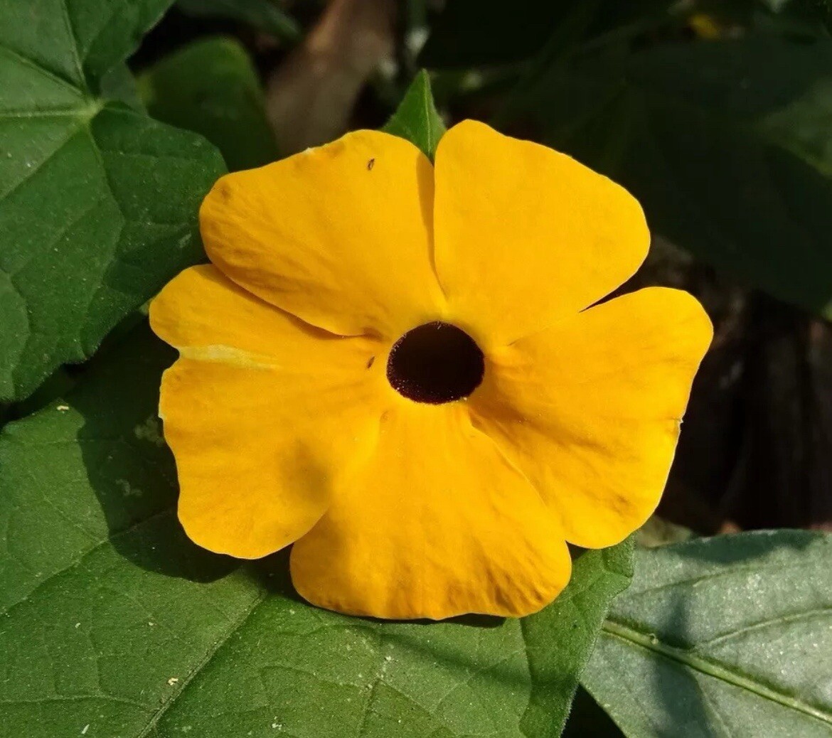 BLACK EYED SUSAN VINE 20 Seeds Thunbergia Alata