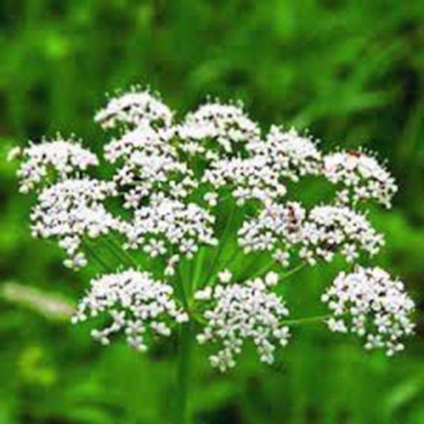 ANISE, HEIRLOOM, 100+ SEEDS, SMELLS GREAT, UNIQUE FLAVOR, HERB, SPICE