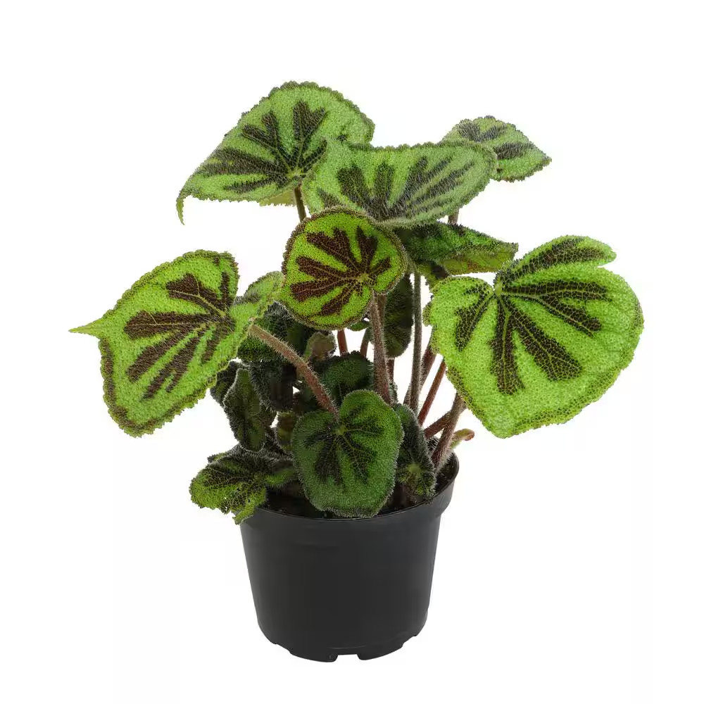 Begonia Masoniana Rock (Iron Cross) Live Foliage Indoor Houseplant 6 In. Grower